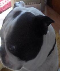 Oscar